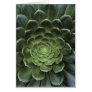 Centre of Cactus Card