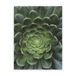 Centre of Cactus Postcards