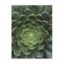 Centre of Cactus Postcards