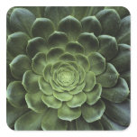 Centre of Cactus Stickers