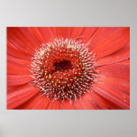 Centred on Red