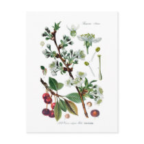 Cerasus vulgaris (Cherry) Postcards