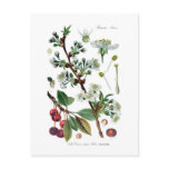 Cerasus vulgaris (Cherry) postcards