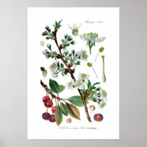 Cerasus vulgaris (Cherry) Print