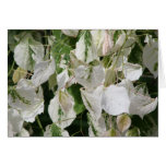Cercis Canadensis "Silver Cloud" Cards