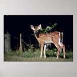 Cerf-faon Blanc-coupé la queue Affiche