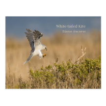 cerf-volant Blanc-coupé la queue Cartes Postales