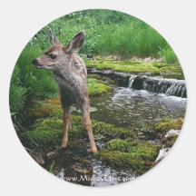 Cerfs communs de bébé de faon perdus autocollants ronds