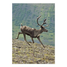 Cerfs communs de caribou fonctionnant sur une coll invitations personnalisées