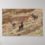 Cerfs communs de mâle dans Glencoe Poster