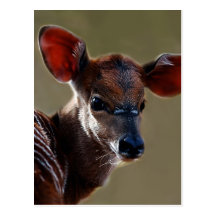 Cerfs communs vous regardant cartes postales