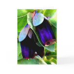CERINTHE NOTECARD/BLANK