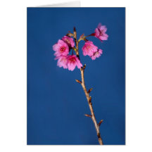 Cerise fleurissante de Taïwan Carte