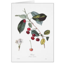 Cerise (prunus cerasus) carte de vœux