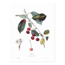 Cerise (prunus cerasus) cartes postales