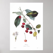 Cerise (prunus cerasus) posters