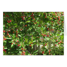 Cerises rouges de tarte carte de vœux