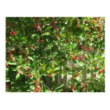 Cerises rouges de tarte carte postale