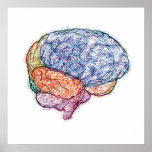 cerveau affiches