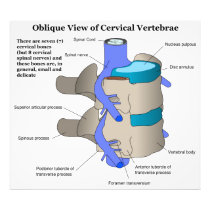 Cervical Vertebra of the Human Spinal Column Photographic Print