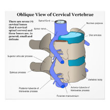 Cervical Vertebra of the Human Spinal Column Photographic Print
