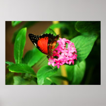Cethosia biblis Print