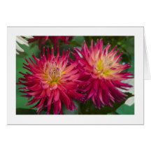 CFard, "dahlia # 153" Cartes De Vœux