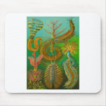 Chaetopoda Tapis De Souris
