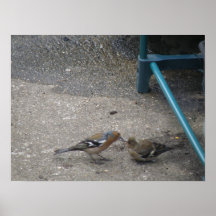 Chaffinch Chick Gets Fed Print