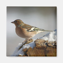 Chaffinch in snow magnets