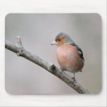 Chaffinch Mouse Pad
