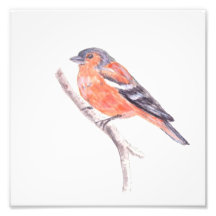 Chaffinch Photo