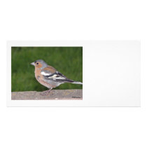 Chaffinch Photocard Customized Photo Card
