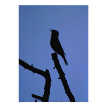 Chaffinch Singing Invitation