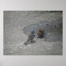 Chaffinch sings for his supper Print
