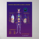 Chakras Endocrine Glands and Organs posters