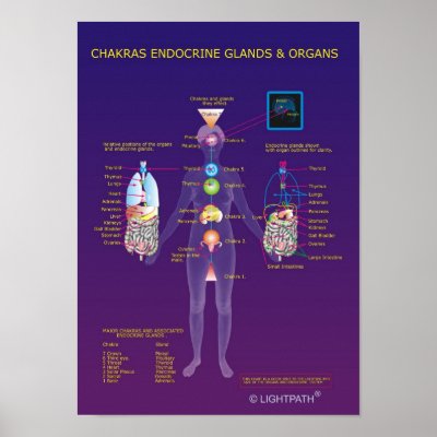 Chakras Endocrine Glands and Organs Poster by CoreStarShop