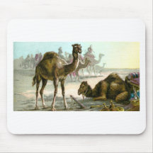 Chameau Arabe Tapis De Souris
