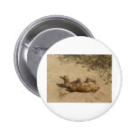 chameau badge