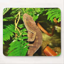 Chameleon Camouflaging Brown Mousepad