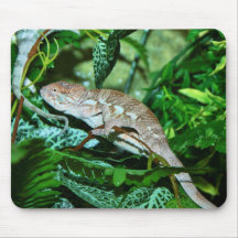 Chameleon changing in green environment mouse pad