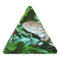 Chameleon changing in green environment