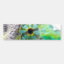 Chameleon eye bumper stickers