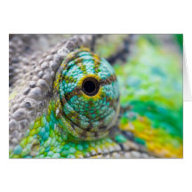 Chameleon eye cards