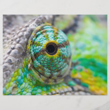 Chameleon eye flyer design