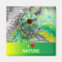 Chameleon eye fridge magnets