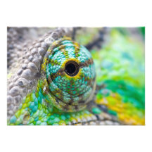 Chameleon eye personalized announcements