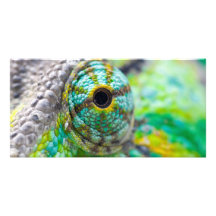Chameleon eye personalized photo card