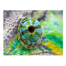 Chameleon eye post card