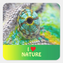 Chameleon eye square stickers